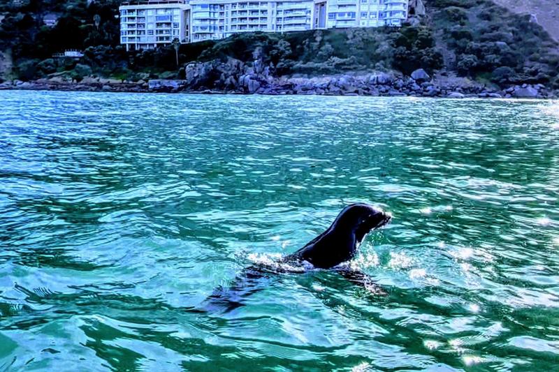 2 Bedroom Property for Sale in Hout Bay Western Cape